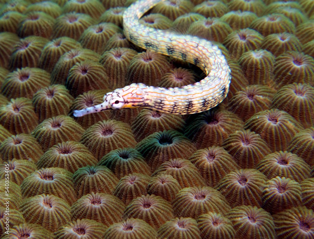 A Schultz pipefish on a brown coral Boracay Island Philippines