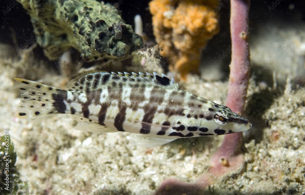 Harlequin Bass, Serranus tigrinus