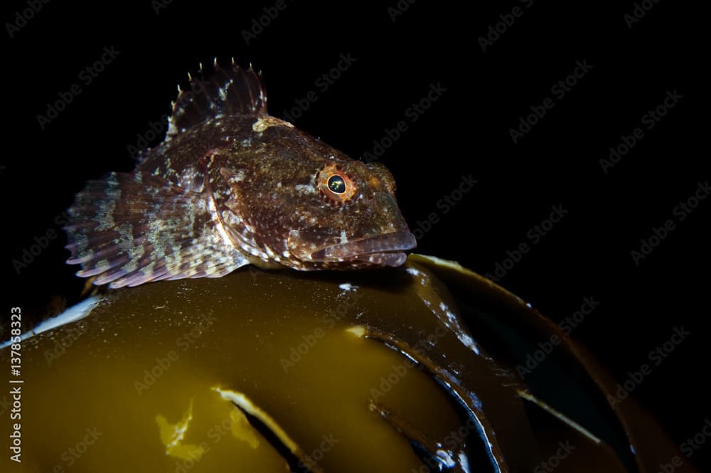 Short-spined sea scorpion / Sculpin (Myoxocephalus scorpius) Saltstraumen, Bodö, Norway, October 2008