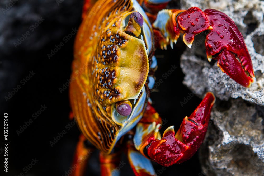 A Galapagos Islands Sally Lightfoot crab on a rock.