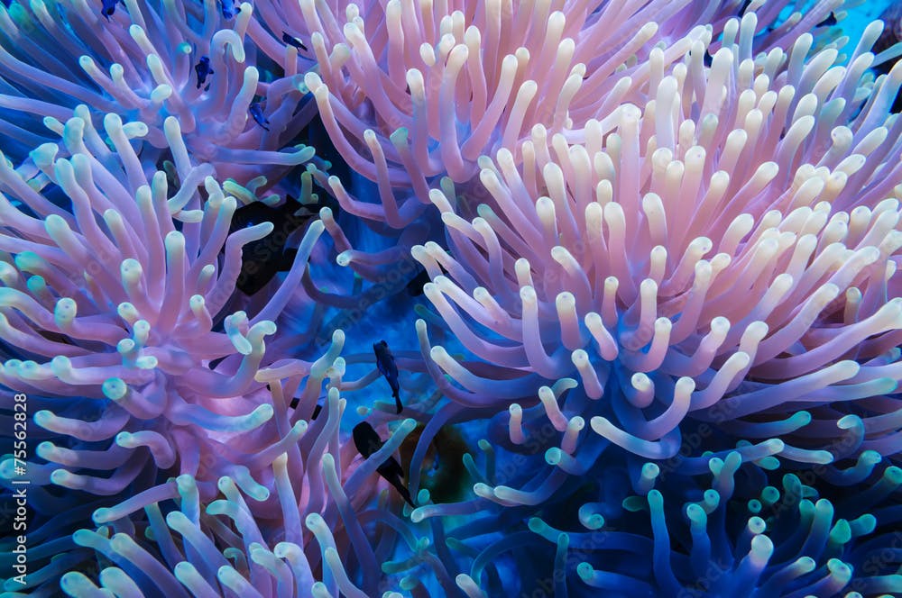 Clownfish and anemone on a tropical coral reef