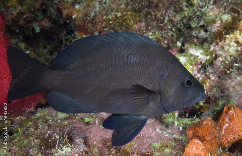 Black Hamlet, Hypoplectrus nigricans