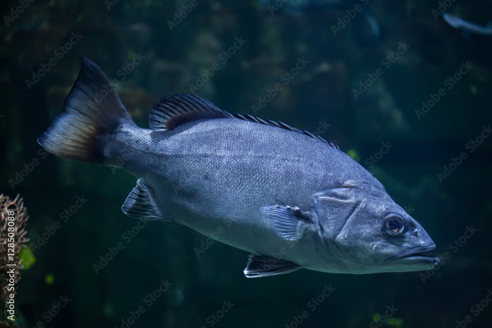 Atlantic wreckfish (Polyprion americanus).