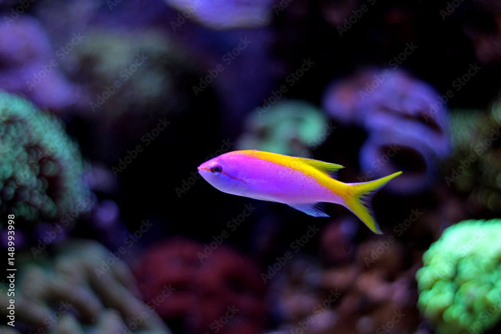 Evansi Anthias isolated