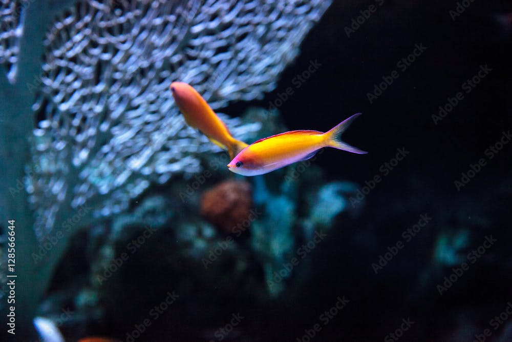 Pink Bicolor anthias fish Pseudanthias bicolor swims over a coral reef in the ocean.