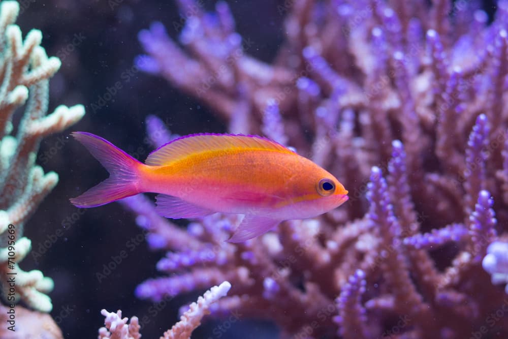 Pseudanthias Bicolor