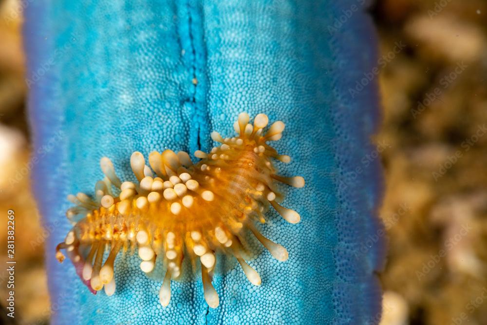 Sea star scale worm, Asterophilia carlae