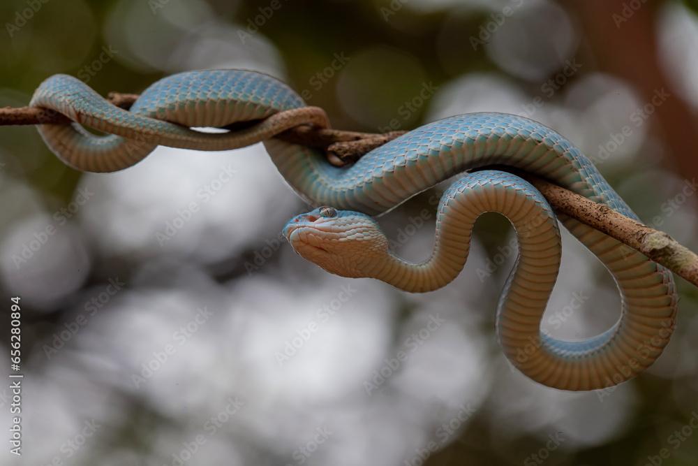 Trimeresurus Insularis, Pit Viper From Nusa Tenggara Island