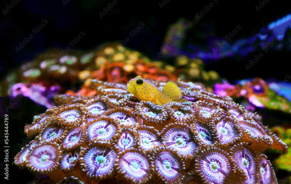 Yellow watchmen goby fish - (Cryptocentrus cinctus)