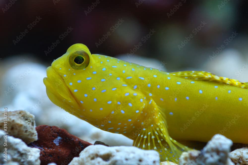 The Yellow Prawn Goby (Cryptocentrus cinctus)