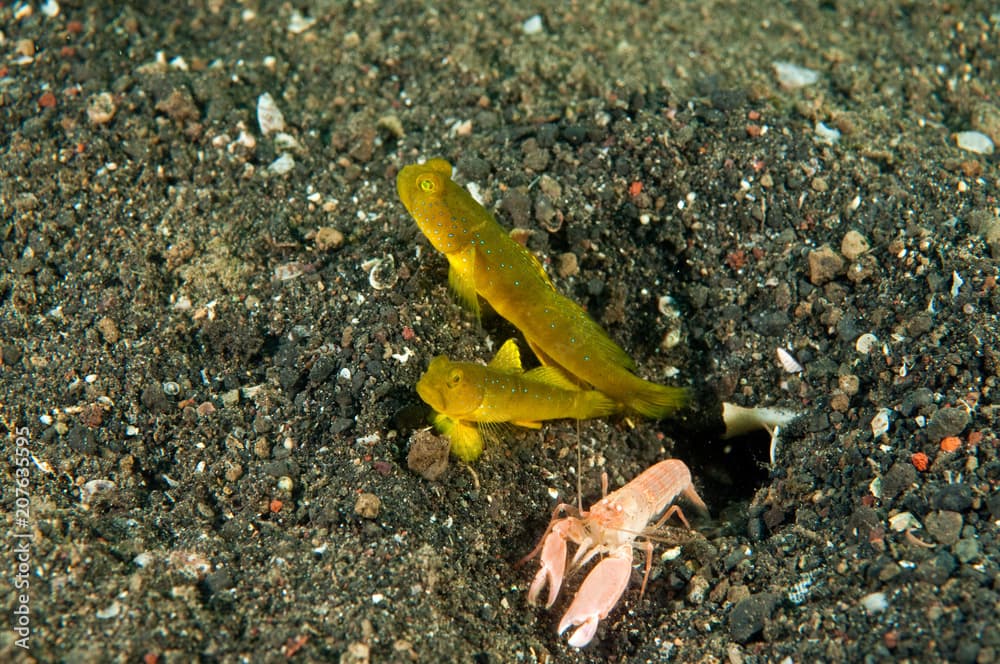 Banded shrimpgoby, Cryptocentrus cinctus, and shrimp, Alpheus sp., Sulawesi Indonesia.