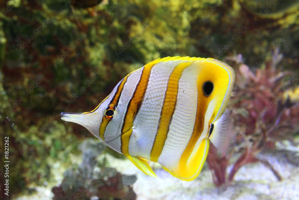 butterfly-fish