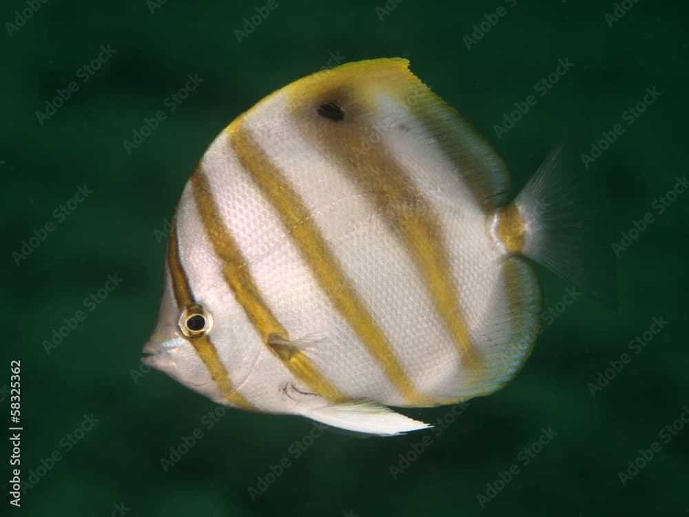 Sixspine butterflyfish