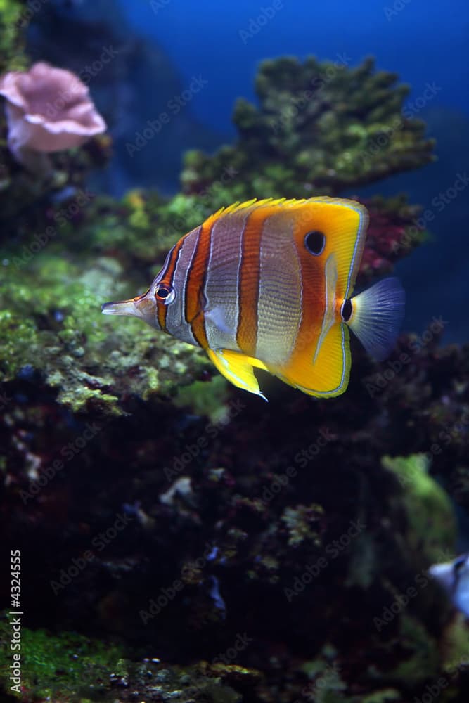 Colourful Sixspine butterflyfish floats in an aquarium