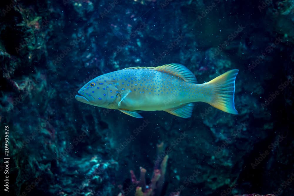 Blue spotted grouper : Plectropomus maculatus fish in aquarium tank.