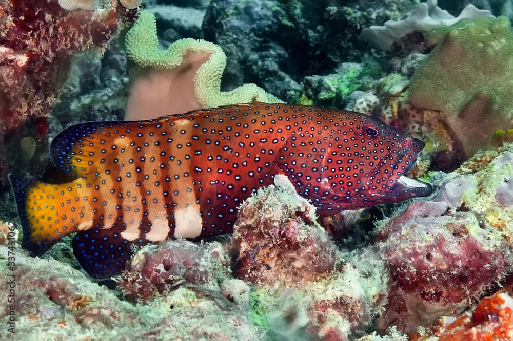 A brightly colored grouper of the family Plectropomus maculatus lurks in the corals. A strong predator. Philippines.