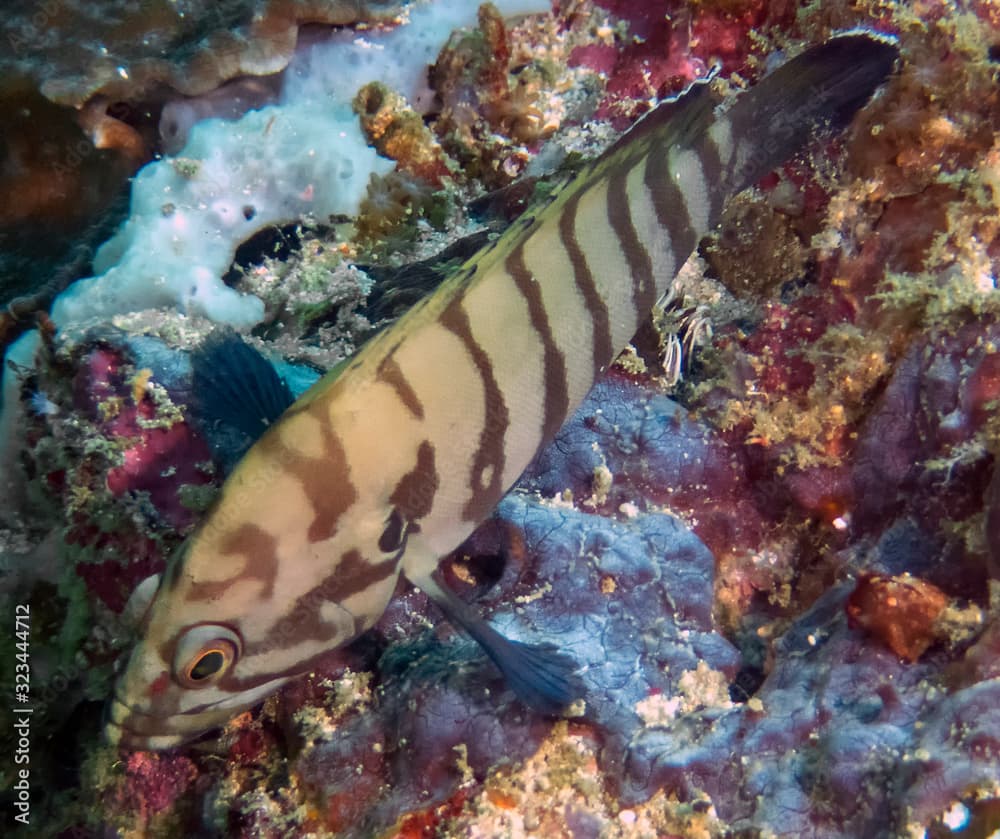 A Chocolate Grouper (Cephalopholis boenak)