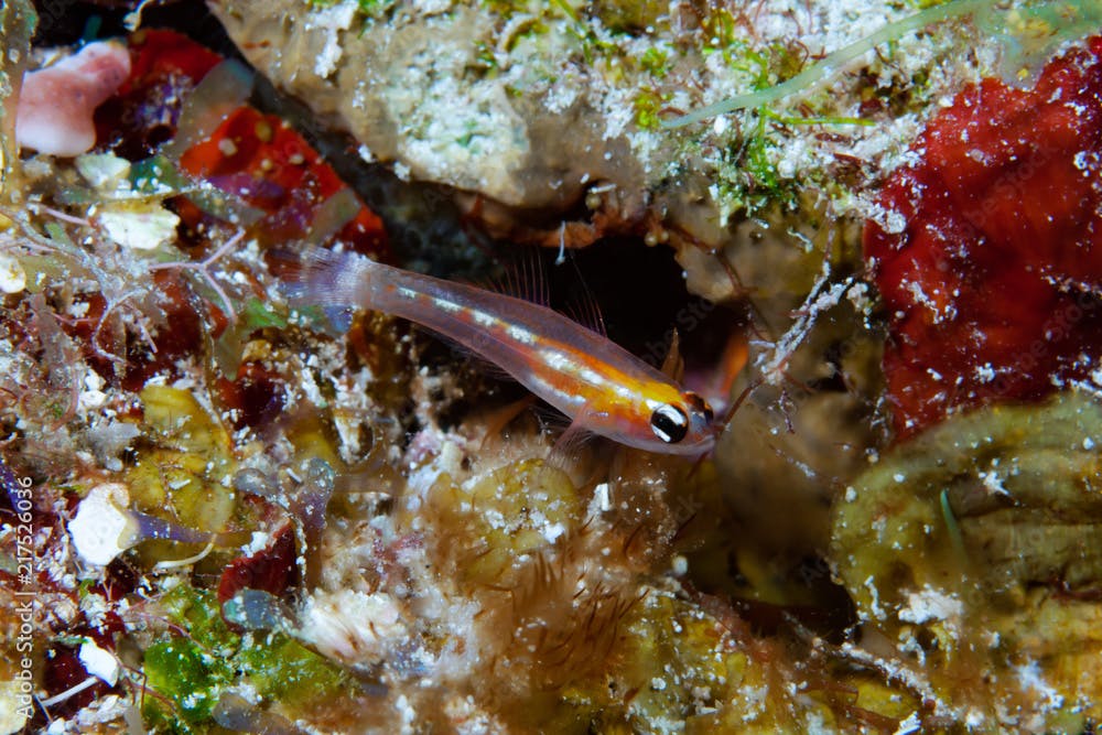 Masked Goby Coryphopterus personatus