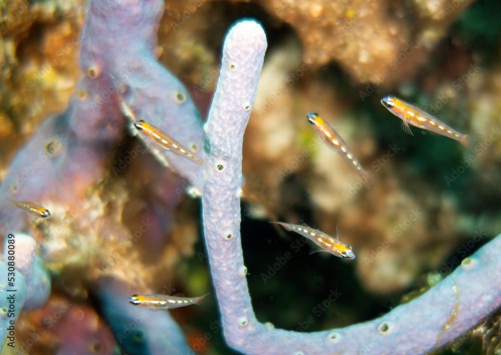 Masked Gobies (Coryphopterus personatus) in Cozumel, Mexico