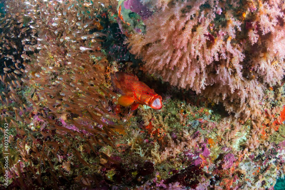 Colorful Coral Grouper on a tropical coral reef system in Thailand