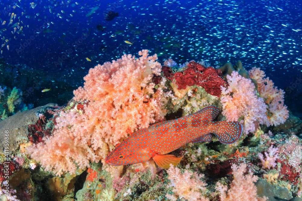 Colorful Coral Grouper on a coral reef in the Mergui Archipelago (Myanmar)