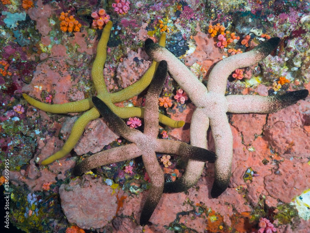 Starfish on the coral reef (Mergui archipelago, Myanmar)