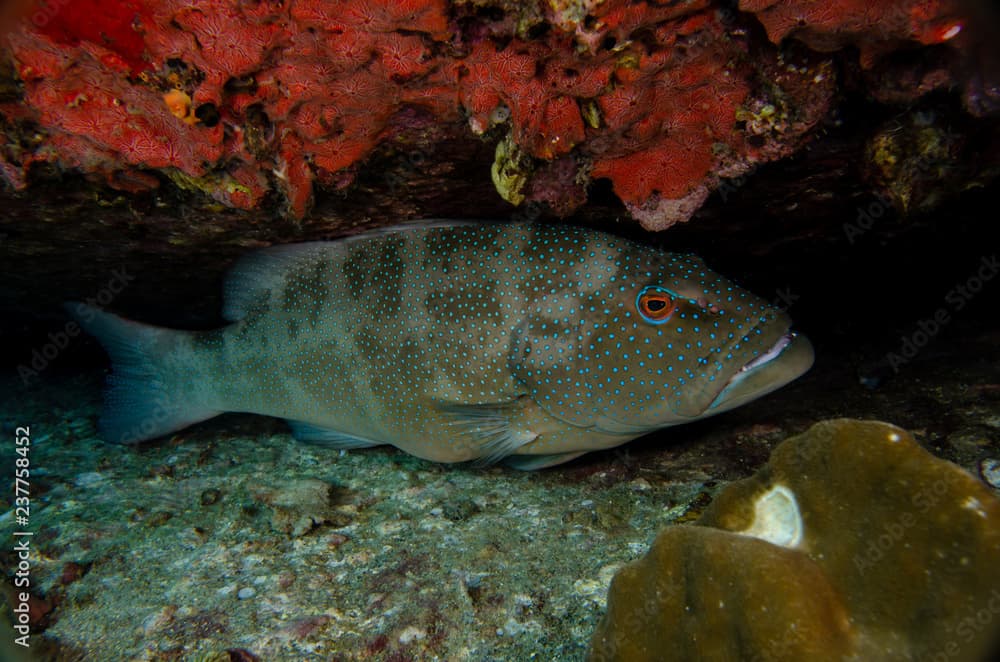 Leopard coralgrouper, Plectropomus leopardus closeup