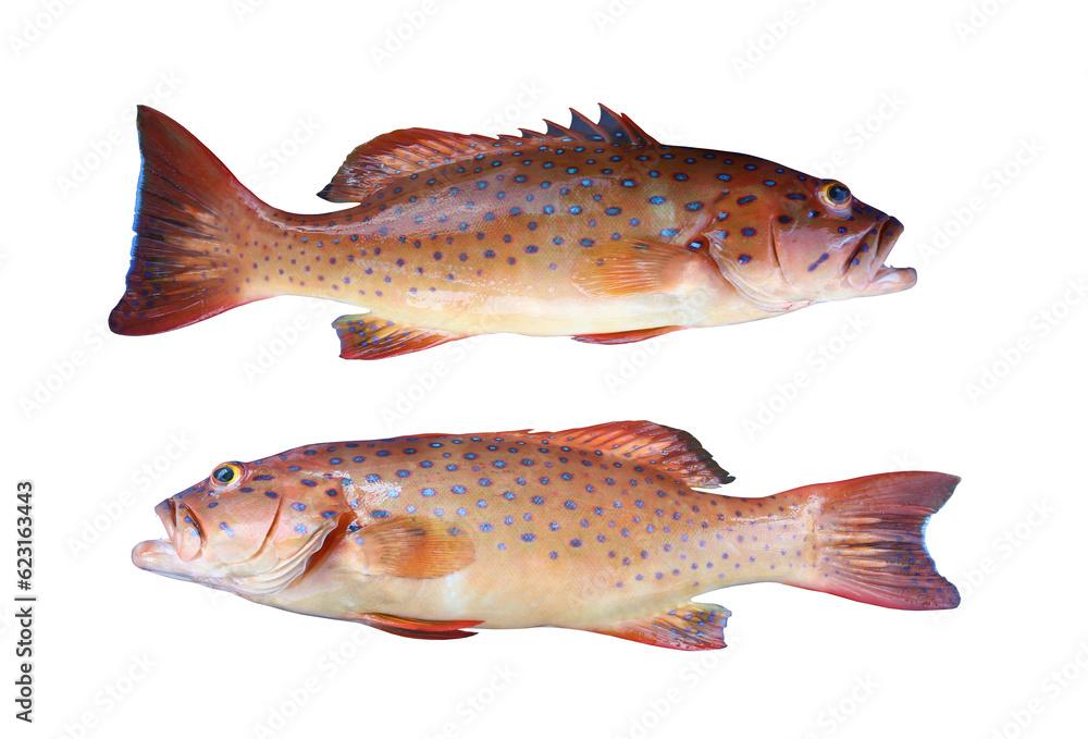 Spotted coral-grouper or Bar-cheek coral trout fish isolated on white.