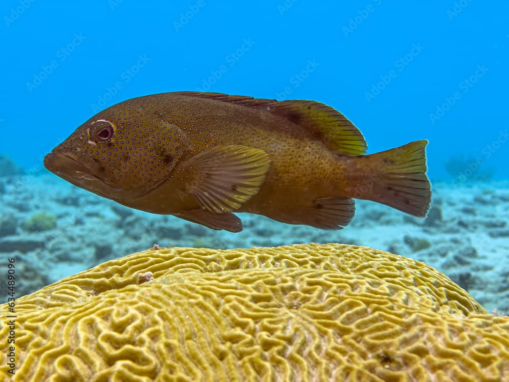 Cephalopholis miniata, also known as the coral grouper