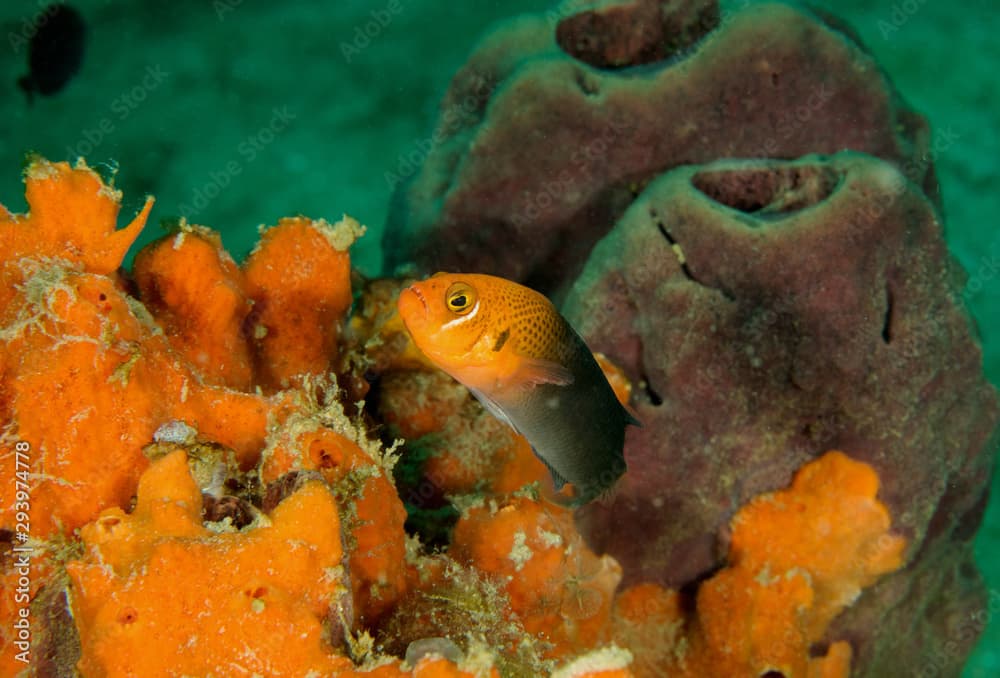 Lyretail dottyback, Pseudochromis steenei, Sulawesi Indonesia.