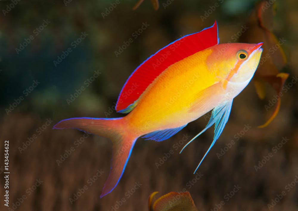 Redfin anthias, Pseudanthias dispar, Raja Ampat Indonesia