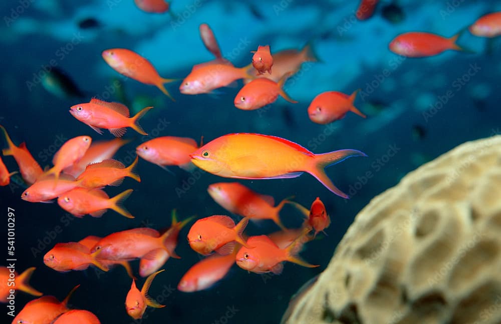 Pacific flame anthias, Pseudanthias dispar, Malaysia, Pazifik, Pacific ocean, Borneo, Lankayan