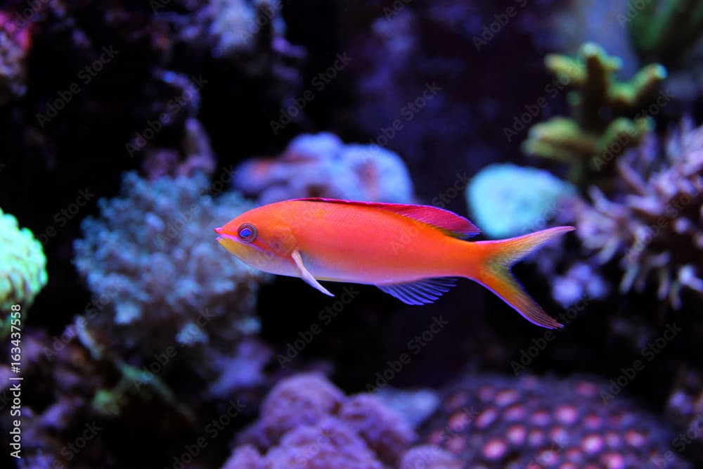 Dispar Anthias (Pseudanthias dispar) 