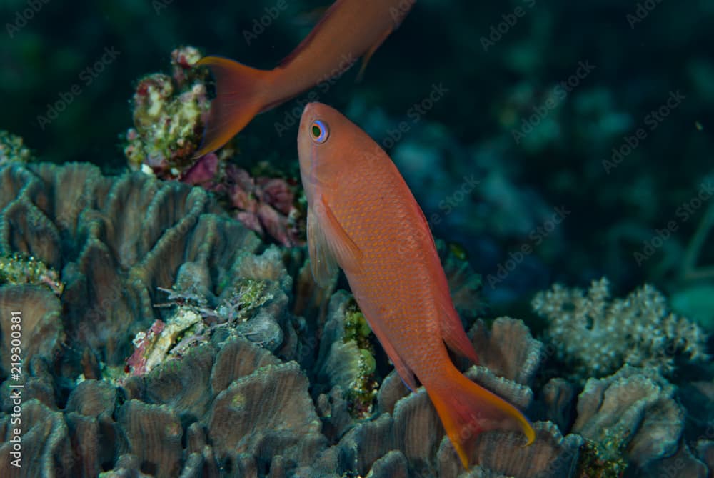 Fairy Basslet Pseudanthias dispar