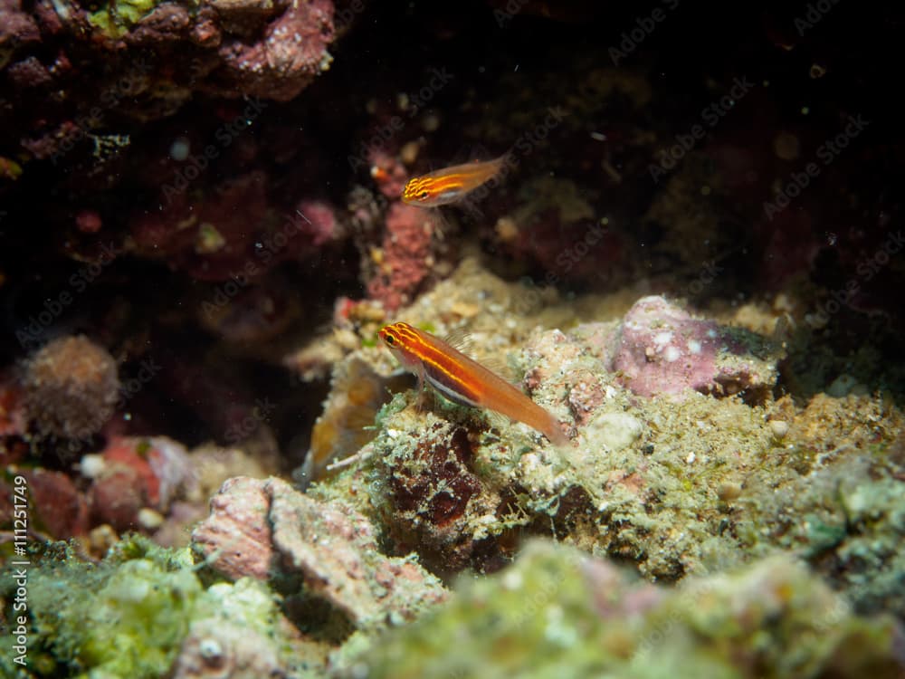 Underwater close up of Goby fish