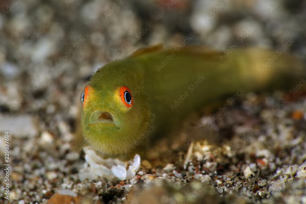 Emerald coral goby (Paragobiodon xanthosoma). Picture was taken in Lembeh Strait, Indonesia
