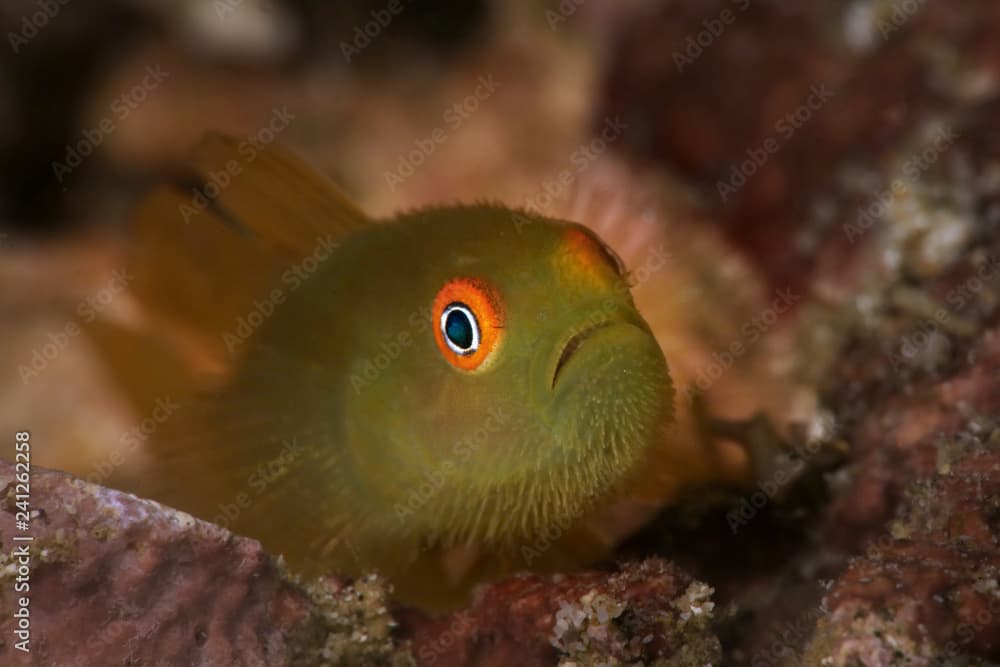 Emerald coral goby (Paragobiodon xanthosoma). Picture was taken near Island Bangka in North Sulawesi, Indonesia