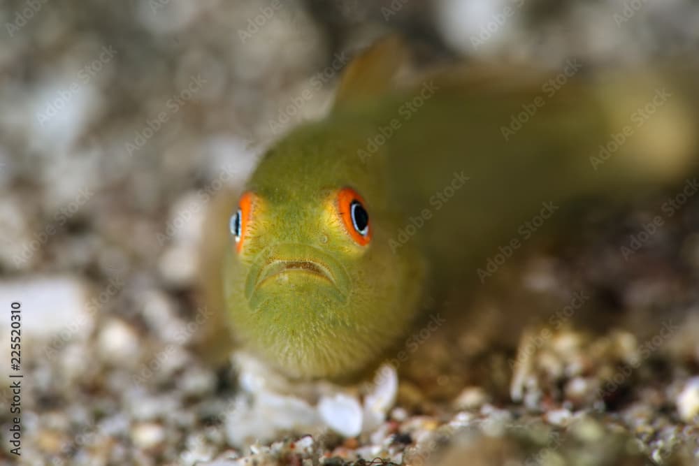 Emerald coral goby (Paragobiodon xanthosoma). Picture was taken in Lembeh Strait, Indonesia