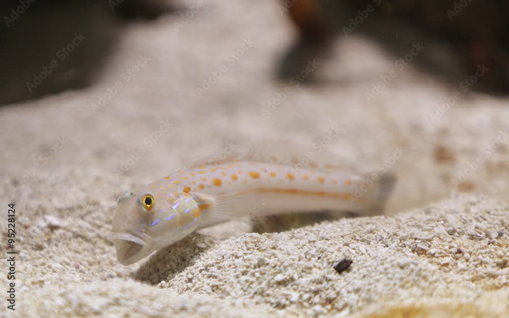 Maiden goby, Valenciennea puellaris, also called the orange spotted sleeper goby, sifts through the sand for food