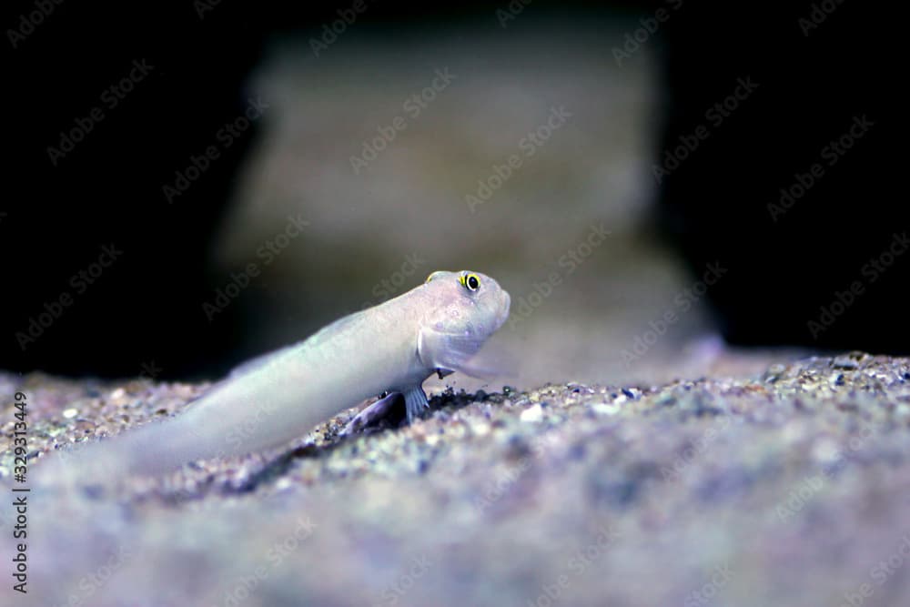Sleeper Blue Dot Goby - (Valenciennea sexguttata)