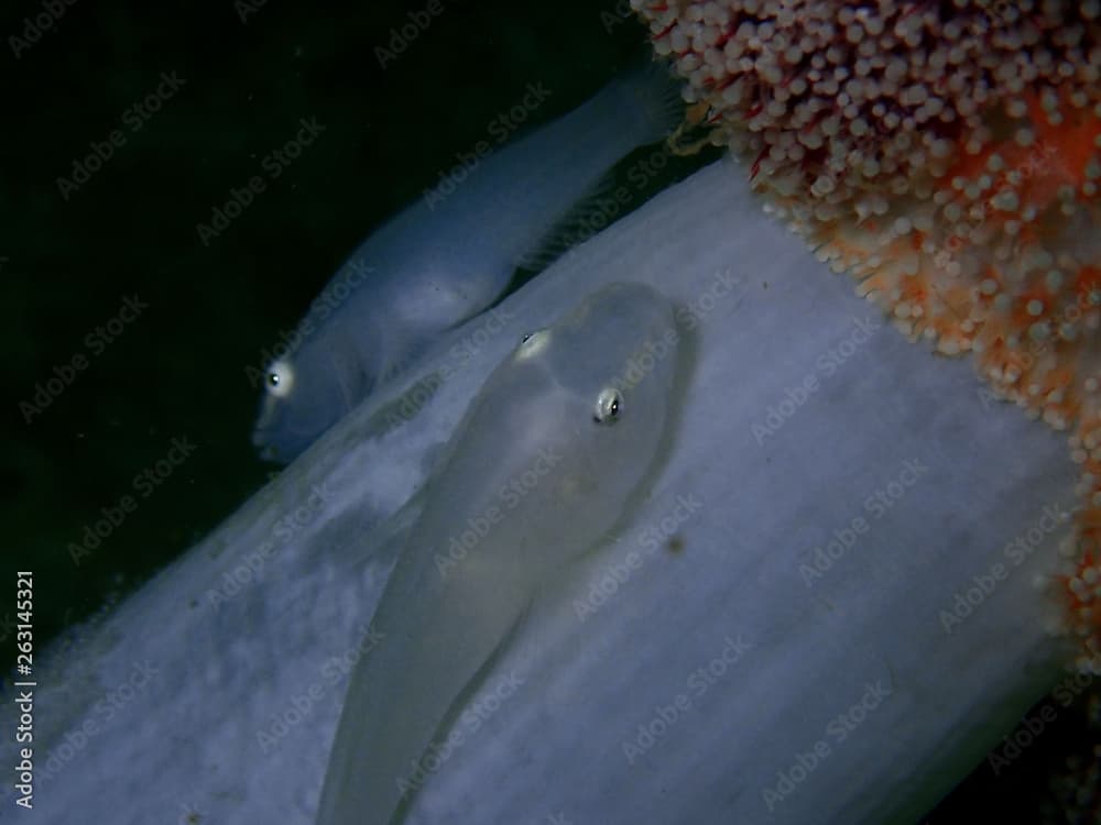 Closeup and macro shot of White Sleeper Goby (Valenciennea sexguttata) with eggs. It is also known as Ladder Glider Goby, Sixspot Sleeper Goby, Blue Dot Goby.       