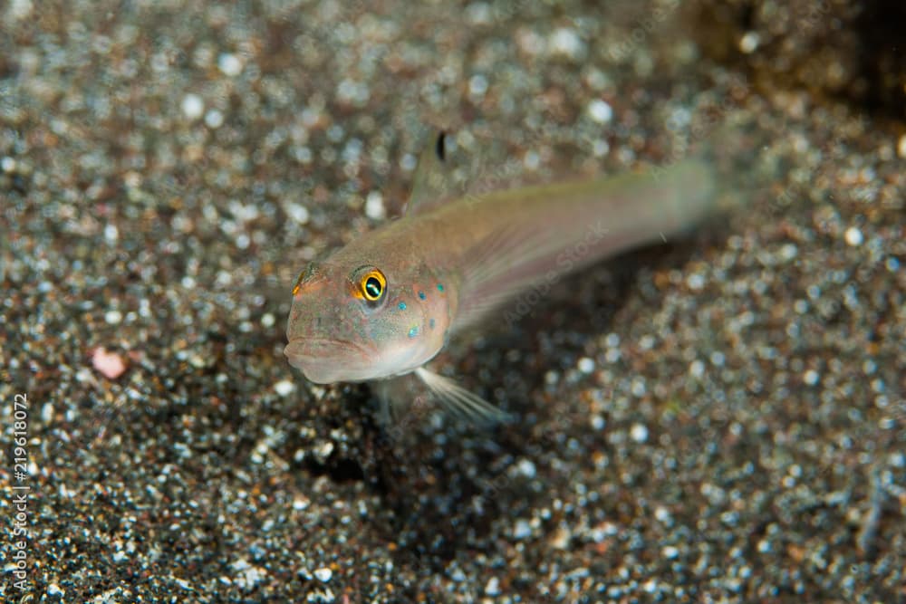 Sixspot Goby Valenciennea sexguttata