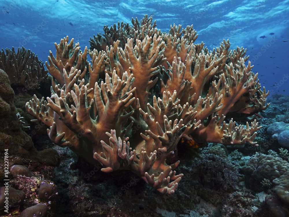 Staghorn Coral, Geweihkoralle