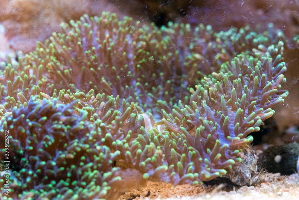 colorful ricordea yuma in reef aquarium