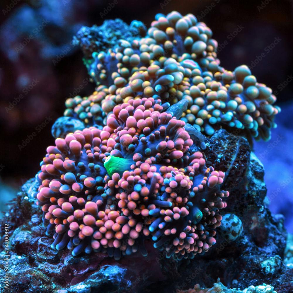 Ricordea yuma. Soft coral.
