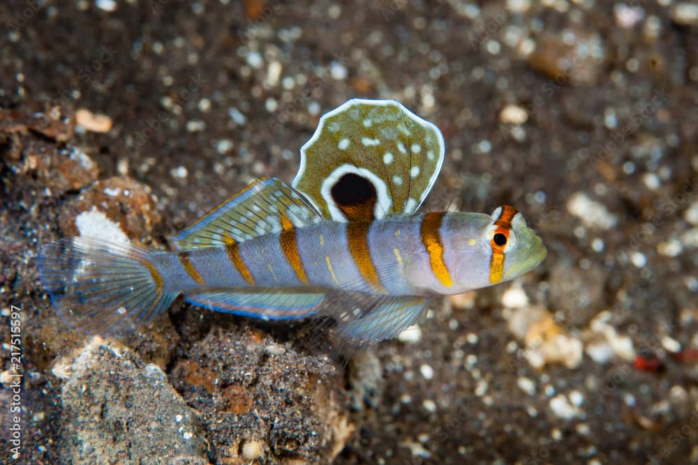 Gold-barred shrimp goby Amblyeleotris randalli