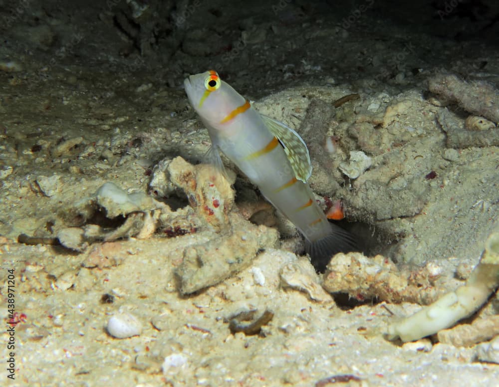 Orange Stripe Prawn Goby also known as Randall's Shrimp Goby Cebu Philippines 