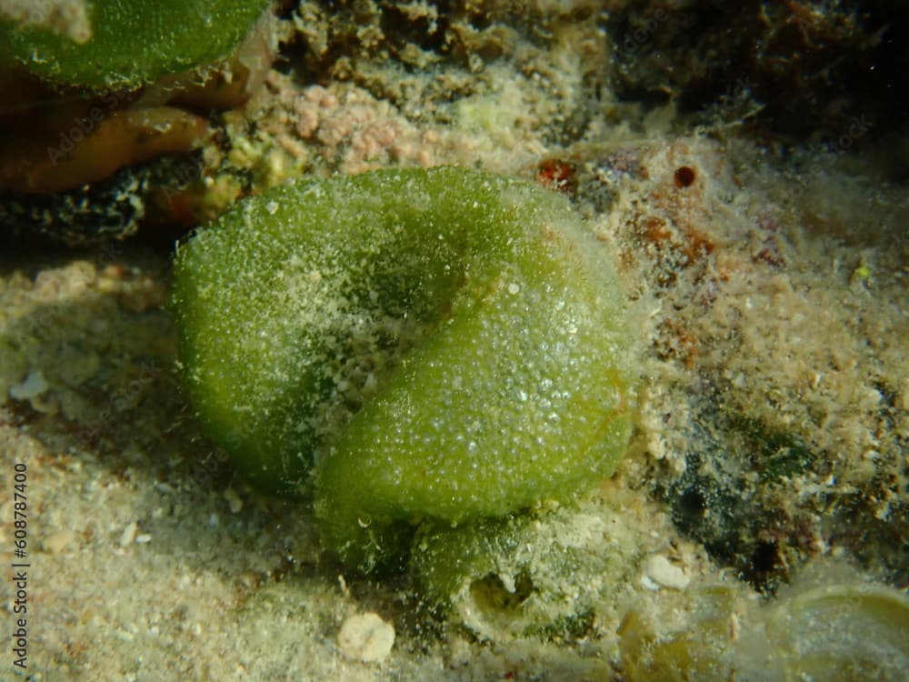 Green algae Dictyosphaeria cavernosa undersea, Red Sea, Egypt, Sharm El Sheikh, Nabq Bay