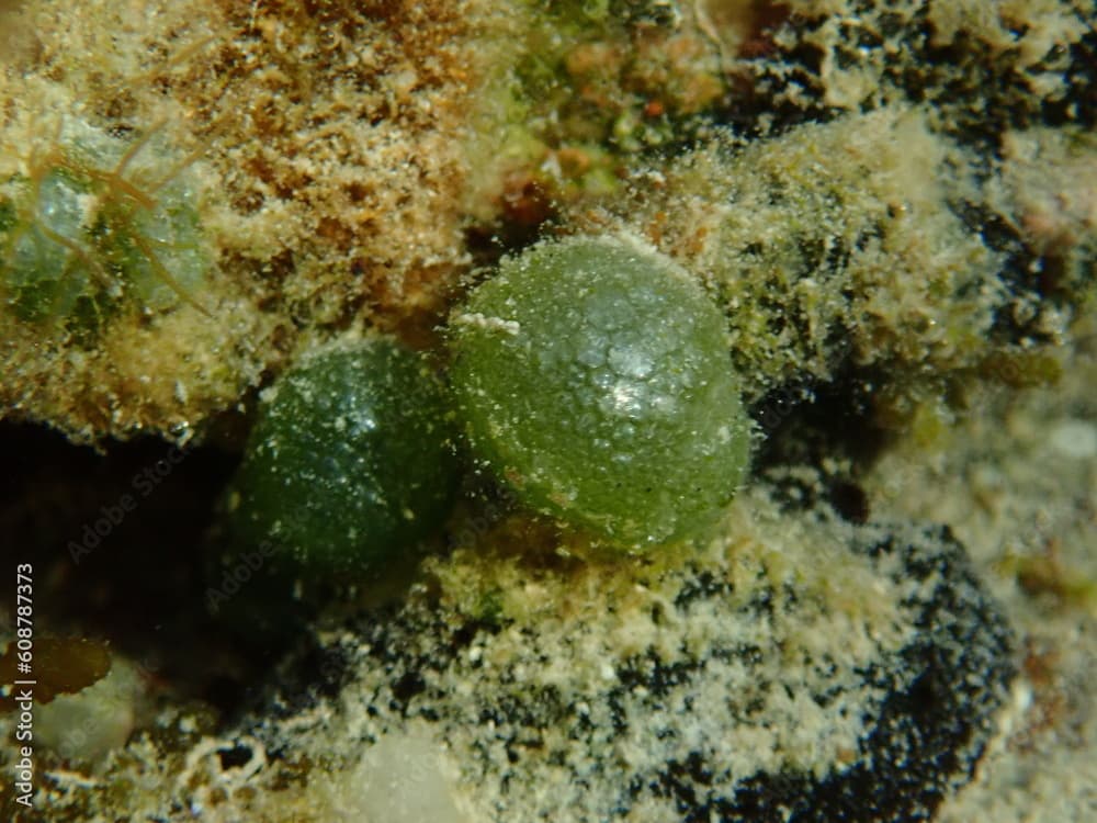 Green algae Dictyosphaeria cavernosa undersea, Red Sea, Egypt, Sharm El Sheikh, Nabq Bay