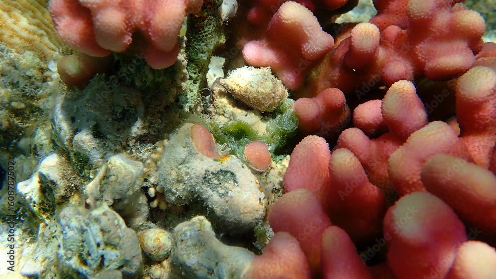 Green algae Dictyosphaeria cavernosa undersea, Red Sea, Egypt, Sharm El Sheikh, Nabq Bay